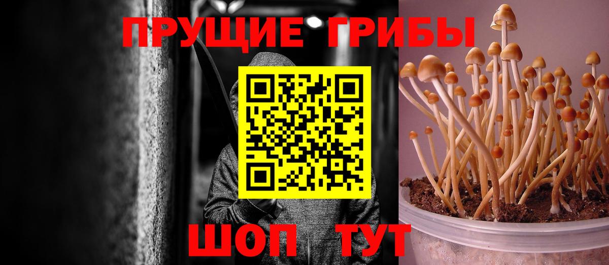 Псилоцибиновые грибы MAGIC MUSHROOMS  Вход с VPN  Кувандык 